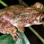 Night Froggy Adventure at Kubah National Park - Deep Dive into the Night Froggy Adventure