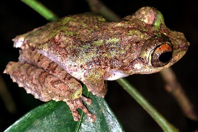 Night Froggy Adventure at Kubah National Park - Deep Dive into the Night Froggy Adventure
