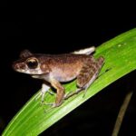 Night Frogs Tour at Kubah National Park - Is This Tour Worth the Price?