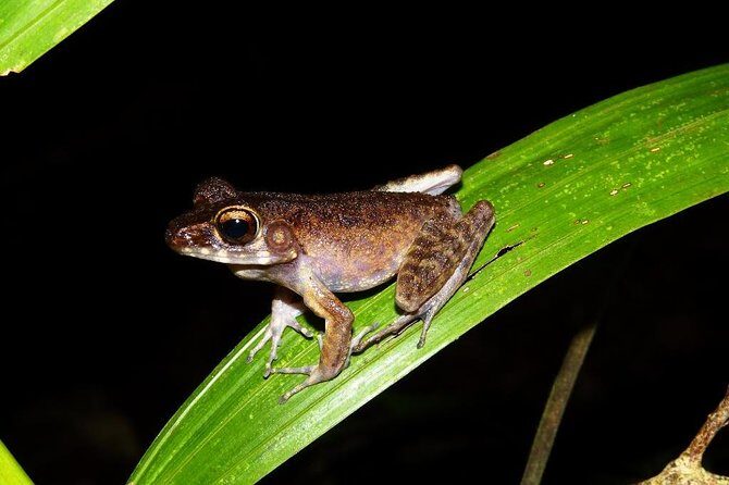 Night Frogs Tour at Kubah National Park - Is This Tour Worth the Price?
