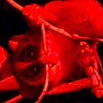 Night Hike to see Elusive & Rare Loris in Sigiriya - A Closer Look at the Night Hike Experience