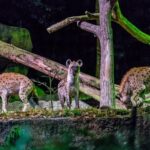 Night Safari Ticket - Who Will Appreciate the Night Safari?