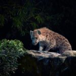 Night Safari with Buffet Dinner with hotel pick-up - Final Thoughts: Is It Worth It?