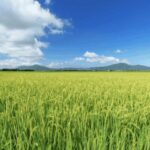 Niigata Private Custom Tour with Local Guide - The Benefits of a Private, Custom Tour