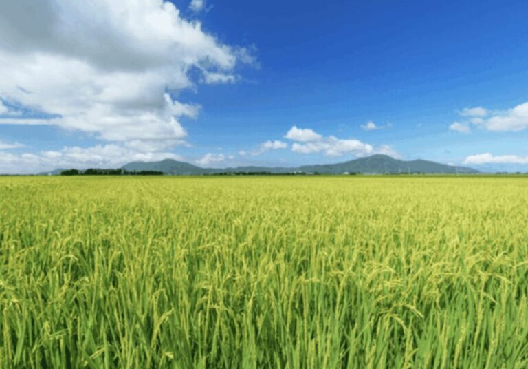 Niigata Private Custom Tour with Local Guide - The Benefits of a Private, Custom Tour