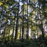 Ninh Binh: Cuc Phuong National Park Day Trip with Lunch - Practical Details and Tips for Your Trip