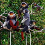 Ninh Binh: Cuc Phuong National Park -The best trekking tour - A Detailed Look at Cuc Phuong National Park Tour