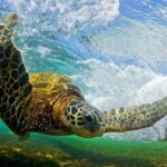 North Shore Private Tour - A Deep Dive into the North Shore Private Tour