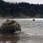 Northern Oregon Coast Day Trip to Three Capes Scenic Loop - Exploring the Coastline: What’s Included and What to Expect