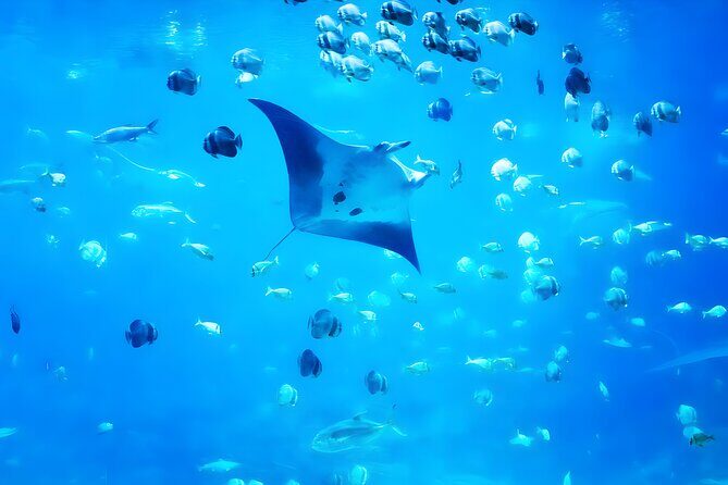 Nusa Penida Island Beach Tour With Snorkeling - Departure From Bali Island - Discovering Nusa Penida: A Detailed Review