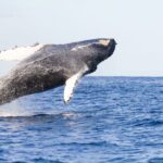 Oahu: Eco-Friendly West Coast Whale Watching Cruise - The Value of the Experience
