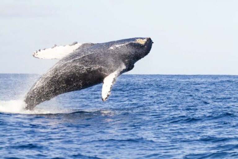 Oahu: Eco-Friendly West Coast Whale Watching Cruise - The Value of the Experience