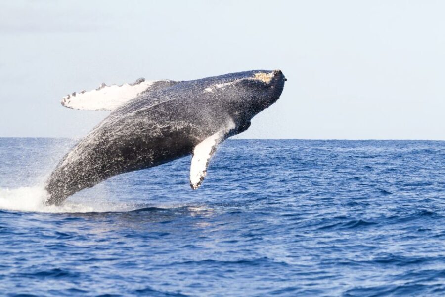 Oahu: Eco-Friendly West Coast Whale Watching Cruise - The Value of the Experience