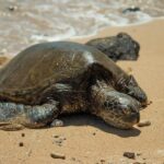 Oahu Full Day Tour with Scenic Stops and Local Foods - Who Would Love This Tour?