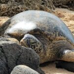 Oahu Fun Circle Island Tour With Pickup - Final Thoughts: Who Should Consider This Tour?