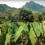 Oahu: Kualoa Farm and Secret Island Tour by Trolley - A Deeper Look at the Experience