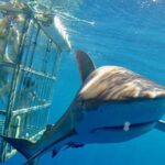 Oahu Shark Dive - An In-Depth Look at the Oahu Shark Dive Experience