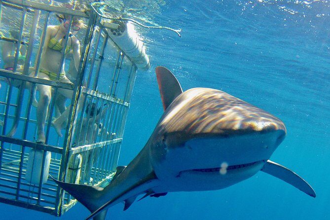 Oahu Shark Dive - An In-Depth Look at the Oahu Shark Dive Experience