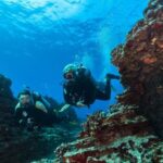 Oahu: Waikiki Discovery Scuba Diving for Beginners - The Dive Sites and Marine Life