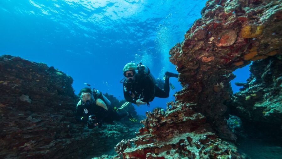 Oahu: Waikiki Discovery Scuba Diving for Beginners - The Dive Sites and Marine Life