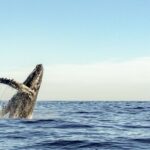 Oahu: Waikiki Eco-Friendly Morning Whale Watching Cruise - Frequently Asked Questions