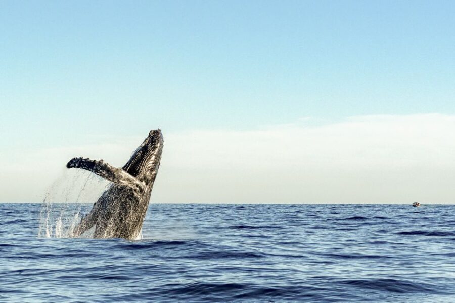 Oahu: Waikiki Eco-Friendly Morning Whale Watching Cruise - Frequently Asked Questions