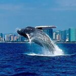 Oahu Whale Watch Tour & Waikiki Sunset Boat Tour - Who Should Consider This Tour?