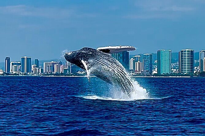 Oahu Whale Watch Tour & Waikiki Sunset Boat Tour - Who Should Consider This Tour?