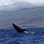 Oahu Whale Watching Excursion - A Deep Dive into the Oahu Whale Watching Experience