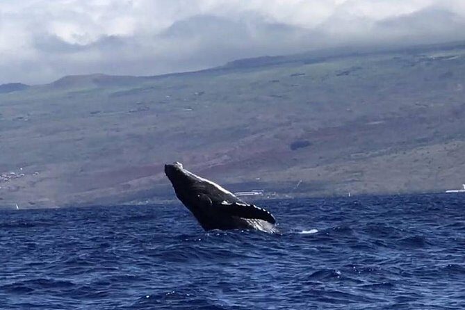 Oahu Whale Watching Excursion - A Deep Dive into the Oahu Whale Watching Experience