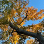 Oak Creek Canyon, with Native American history and Chapel too! - Who Should Book This Tour?