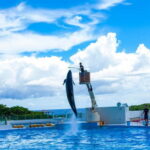 Okinawa: Aquarium, Kouri Island, & American Village Bus Tour - The Value Proposition and Who Will Love It