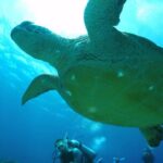 Okinawa: From Naha: 1 day Kerama Islands diving license required - FAQ