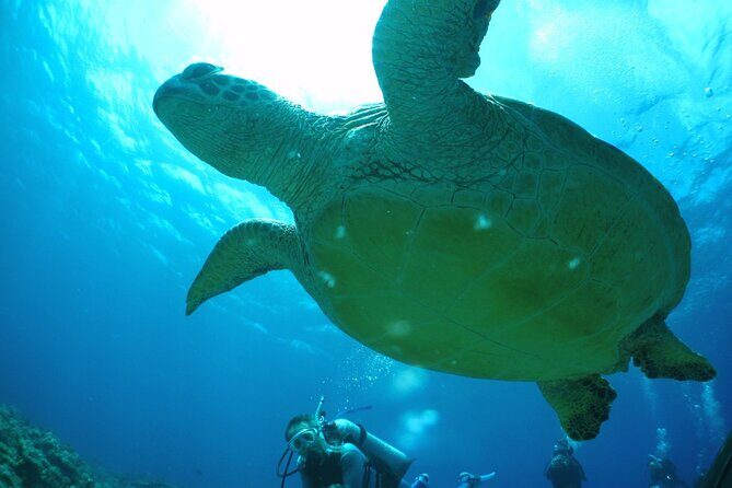 Okinawa: From Naha: 1 day Kerama Islands diving license required - FAQ