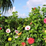 Okinawa: Fruit Land Theme Park Entry Ticket - FAQ