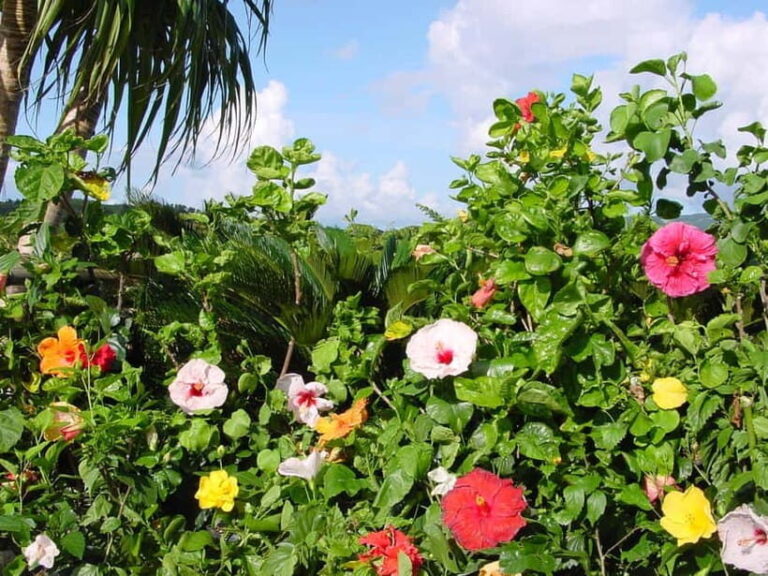 Okinawa: Fruit Land Theme Park Entry Ticket - FAQ