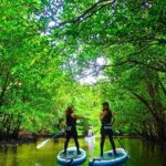 Okinawa Iriomote Mangrove SUP or Canoe Tour - Analyzing the Cost and Overall Value