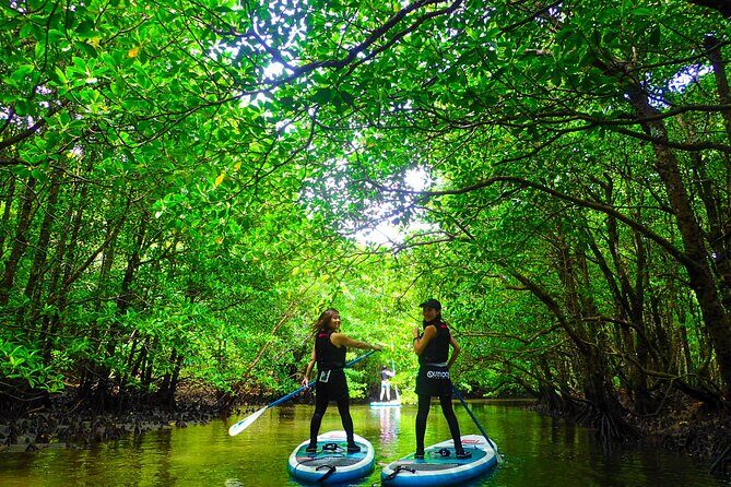 Okinawa Iriomote Mangrove SUP or Canoe Tour - Analyzing the Cost and Overall Value