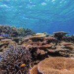 Okinawa Iriomote Snorkeling Tour at Coral Island - Who Should Consider This Tour?