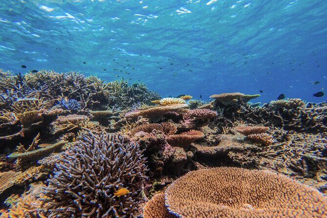 Okinawa Iriomote Snorkeling Tour at Coral Island - Who Should Consider This Tour?
