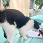 Okinawa : Let's play with cats and have lunch! at Ufuyaa - Why This Tour Works