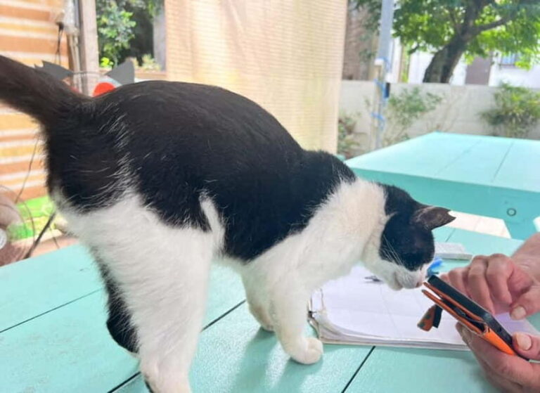 Okinawa : Let's play with cats and have lunch! at Ufuyaa - Why This Tour Works