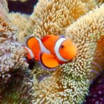 [Okinawa Miyako] Natural Aquarium! Tropical Snorkeling. - A Deep Dive into the Miyakojima Snorkeling Experience