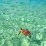 [Okinawa Miyako] SUP or Canoe + sea turtle Snorkeling(half-day) - What to Expect from Your Miyako Half-Day Adventure