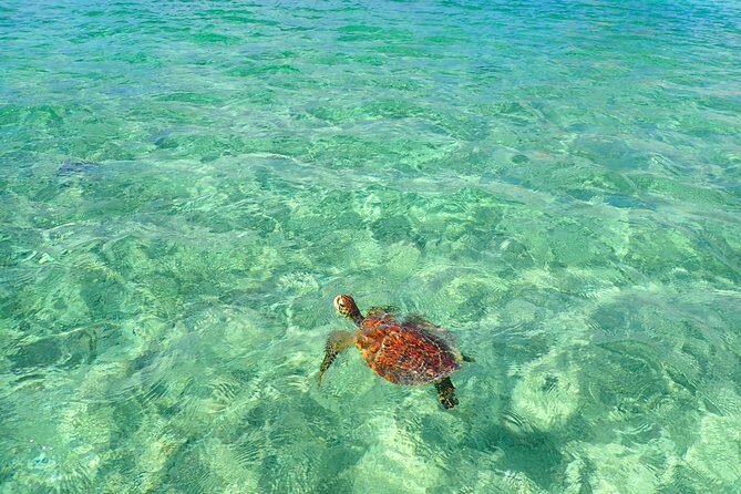 [Okinawa Miyako] SUP or Canoe + sea turtle Snorkeling(half-day) - What to Expect from Your Miyako Half-Day Adventure