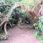 Okinawa: Sacred Island Tour to Kudakas Ryukyuan Holy Sites - What Makes This Tour Valuable?