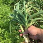 Okinawa: Traditional Cooking Class at Ufuyaa - Final Thoughts: Who Should Consider This Class?