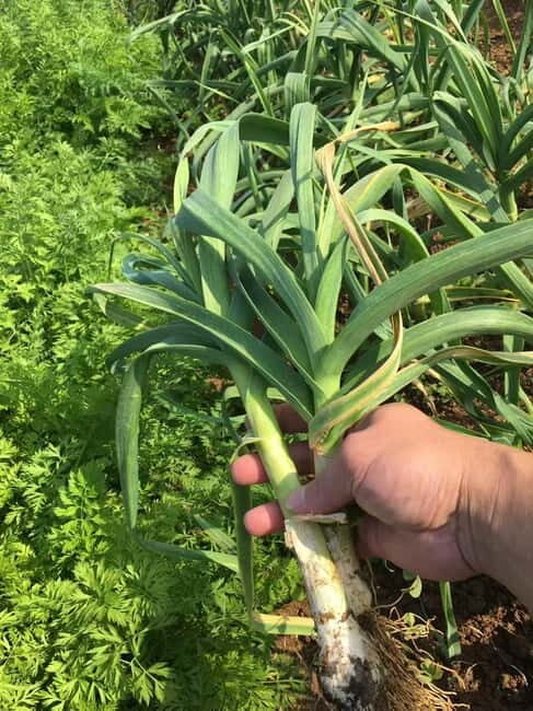 Okinawa: Traditional Cooking Class at Ufuyaa - Final Thoughts: Who Should Consider This Class?