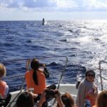 Okinawa Whale Watching From Naha - The Itinerary and What to Expect