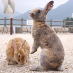Okunoshima Rabbit Island Cycling Tour with Local Guide - The Sum Up: Who Is This Tour Best For?